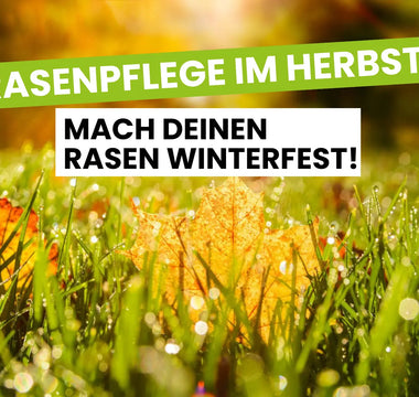 Rasenpflege-im-Herbst Terrauno