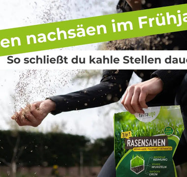Rasen-nachsäen-im-Frühjahr-So-schließt-du-kahle-Stellen-dauerhaft Terrauno