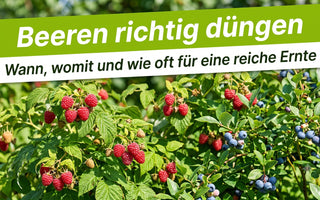 Reife Himbeeren und Heidelbeeren an gesunden grünen Sträuchern in einem sonnigen Sommergarten
