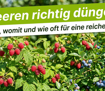 Reife Himbeeren und Heidelbeeren an gesunden grünen Sträuchern in einem sonnigen Sommergarten