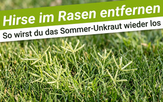 Sommerrasen mit hellgrünen Hirse-Horsten als Titelbild zum Ratgeber Hirse im Rasen entfernen von TerraUno