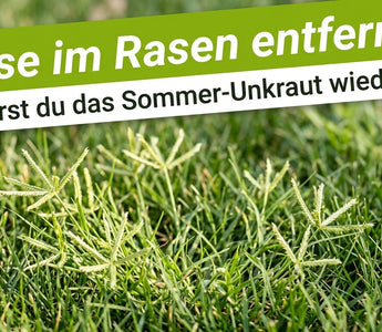 Sommerrasen mit hellgrünen Hirse-Horsten als Titelbild zum Ratgeber Hirse im Rasen entfernen von TerraUno