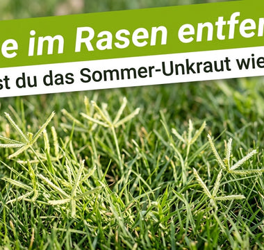 Sommerrasen mit hellgrünen Hirse-Horsten als Titelbild zum Ratgeber Hirse im Rasen entfernen von TerraUno