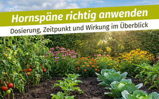 Gemüse- und Blumenbeet im Spätsommer – Hornspäne richtig anwenden