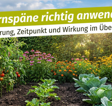 Gemüse- und Blumenbeet im Spätsommer – Hornspäne richtig anwenden