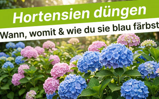 Üppiges Hortensienbeet mit blauen und rosa Blüten – Banner Hortensien düngen, wann, womit und wie du sie blau färbst.