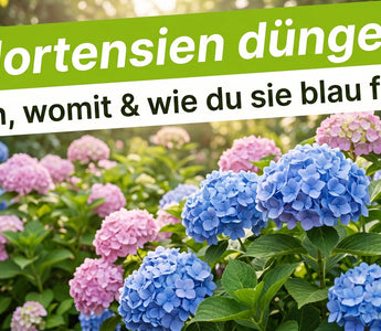 Üppiges Hortensienbeet mit blauen und rosa Blüten – Banner Hortensien düngen, wann, womit und wie du sie blau färbst.