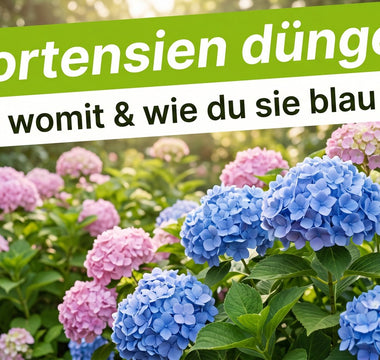 Üppiges Hortensienbeet mit blauen und rosa Blüten – Banner Hortensien düngen, wann, womit und wie du sie blau färbst.