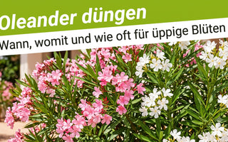 Üppig blühender Oleander in der Sommersonne als Titelbild zum Ratgeber Oleander düngen von TerraUno