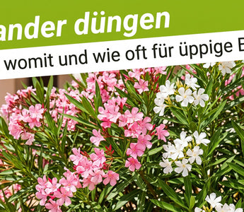 Üppig blühender Oleander in der Sommersonne als Titelbild zum Ratgeber Oleander düngen von TerraUno