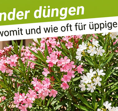 Üppig blühender Oleander in der Sommersonne als Titelbild zum Ratgeber Oleander düngen von TerraUno