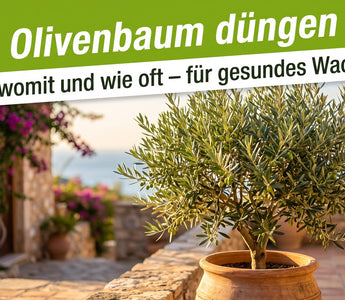 Gesunder Olivenbaum im Terracotta-Kübel mit silbrig-grünen Blättern auf sonniger Terrasse – Symbolbild zum Olivenbaum düngen.