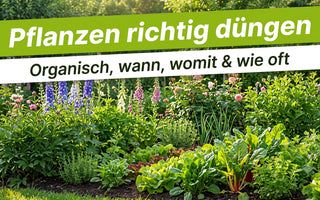 Üppiges Sommer-Gartenbeet mit gesunden Pflanzen – Banner Pflanzen richtig düngen, organisch, wann, womit und wie oft.