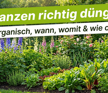 Üppiges Sommer-Gartenbeet mit gesunden Pflanzen – Banner Pflanzen richtig düngen, organisch, wann, womit und wie oft.