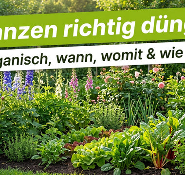 Üppiges Sommer-Gartenbeet mit gesunden Pflanzen – Banner Pflanzen richtig düngen, organisch, wann, womit und wie oft.
