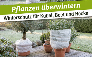 Kübelpflanzen mit weißem Winterschutzvlies auf einer Terrasse im frostigen Herbstgarten