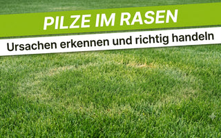 Gepflegter grüner Rasen mit heller kreisförmiger Stelle als Hinweis auf Pilzbefall im Garten