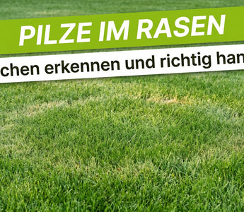 Gepflegter grüner Rasen mit heller kreisförmiger Stelle als Hinweis auf Pilzbefall im Garten
