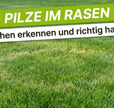 Gepflegter grüner Rasen mit heller kreisförmiger Stelle als Hinweis auf Pilzbefall im Garten