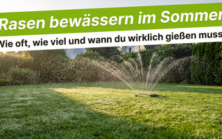 Grüner Rasen wird im Sommer bei Morgensonne mit einem Sprenger bewässert, feine Wassertropfen über dem Gras