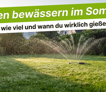 Grüner Rasen wird im Sommer bei Morgensonne mit einem Sprenger bewässert, feine Wassertropfen über dem Gras