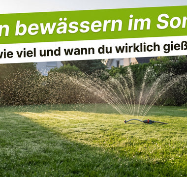 Grüner Rasen wird im Sommer bei Morgensonne mit einem Sprenger bewässert, feine Wassertropfen über dem Gras