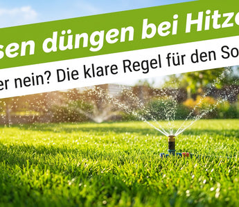 Sattgrüner Sommerrasen wird bei starker Hitze mit einem Sprinkler bewässert – Symbolbild zum richtigen Rasendüngen im Sommer.