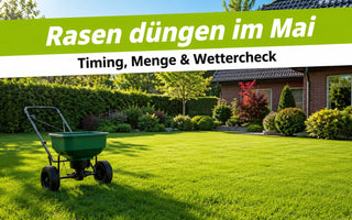 Rasen düngen im Mai – Düngerstreuer auf sattem grünem Rasen im Morgenlicht