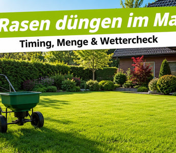 Rasen düngen im Mai – Düngerstreuer auf sattem grünem Rasen im Morgenlicht