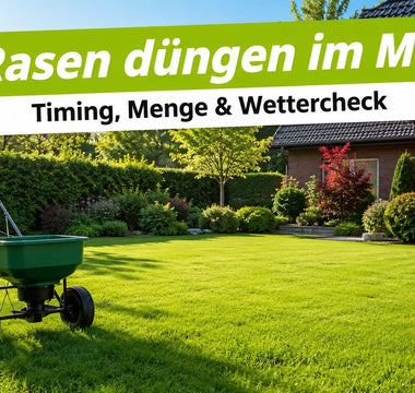 Rasen düngen im Mai – Düngerstreuer auf sattem grünem Rasen im Morgenlicht