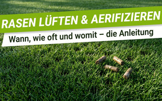 Dichter grüner Rasen mit kleinen Belüftungslöchern und Erdkernen nach dem Aerifizieren im Morgenlicht
