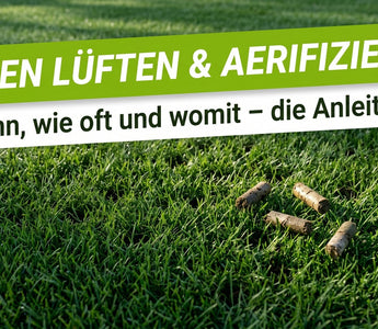 Dichter grüner Rasen mit kleinen Belüftungslöchern und Erdkernen nach dem Aerifizieren im Morgenlicht