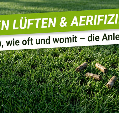 Dichter grüner Rasen mit kleinen Belüftungslöchern und Erdkernen nach dem Aerifizieren im Morgenlicht
