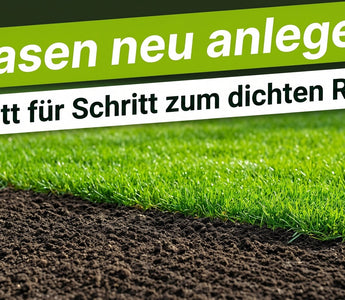 Frisch angelegter, dicht gekeimter Rasen auf vorbereitetem Boden – Schritt für Schritt zur Rasen-Neuanlage mit TerraUno