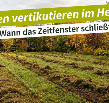 Frisch vertikutierter Rasen im Herbst mit herausgezogenem Filz – Rasen vertikutieren im Herbst
