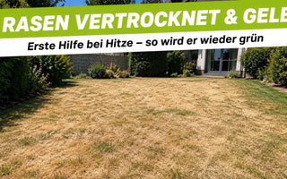Vertrockneter gelb-brauner Rasen bei sommerlicher Hitze – Erste Hilfe, damit der Rasen wieder grün wird