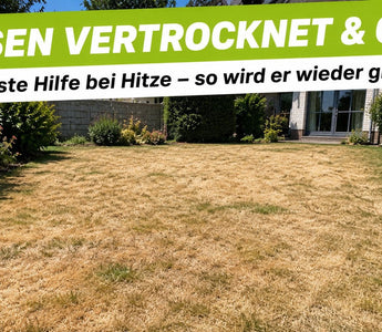 Vertrockneter gelb-brauner Rasen bei sommerlicher Hitze – Erste Hilfe, damit der Rasen wieder grün wird