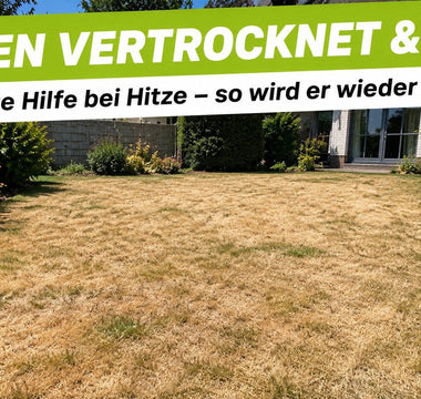 Vertrockneter gelb-brauner Rasen bei sommerlicher Hitze – Erste Hilfe, damit der Rasen wieder grün wird