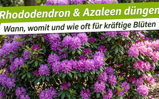 Üppig blühender Rhododendron mit violetten und rosa Blüten und dunkelgrünen Blättern im sonnigen Garten