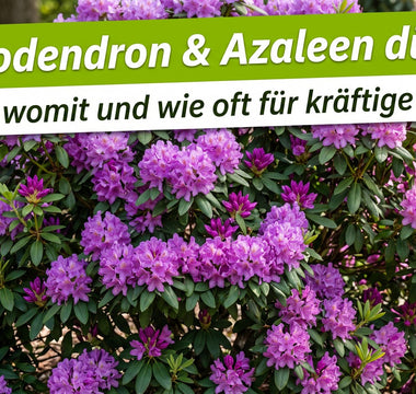 Üppig blühender Rhododendron mit violetten und rosa Blüten und dunkelgrünen Blättern im sonnigen Garten