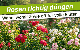 Blühender Rosengarten im Sommer mit roten und rosa Rosen – Banner Rosen richtig düngen.