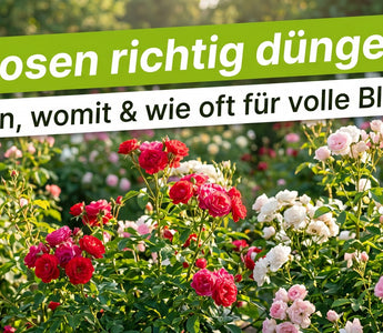 Blühender Rosengarten im Sommer mit roten und rosa Rosen – Banner Rosen richtig düngen.