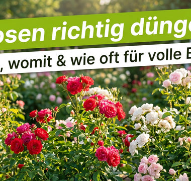 Blühender Rosengarten im Sommer mit roten und rosa Rosen – Banner Rosen richtig düngen.