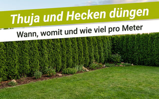 Dichte Thujahecke am Gartenrand mit Rasen davor – Thuja und Hecken düngen