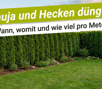 Dichte Thujahecke am Gartenrand mit Rasen davor – Thuja und Hecken düngen