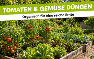 Sonniges Gemüsebeet mit Tomaten, Mangold und Salat in Hochbeeten – organisch gedüngtes Gemüse im Garten