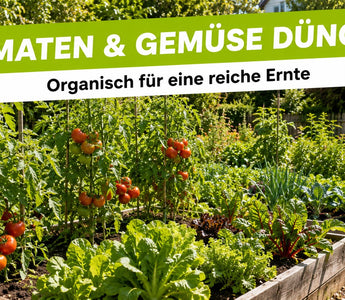 Sonniges Gemüsebeet mit Tomaten, Mangold und Salat in Hochbeeten – organisch gedüngtes Gemüse im Garten