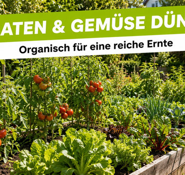 Sonniges Gemüsebeet mit Tomaten, Mangold und Salat in Hochbeeten – organisch gedüngtes Gemüse im Garten
