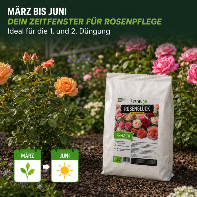 Ein Sack „Rosenglück Premium“-Rosendünger wird in einen blühenden Rosengarten gestellt. Der Text hebt den Zeitraum von März bis Juni als ideale Zeit für die Düngung von Rosen hervor, wobei Symbole das Wachstum von März bis Juni veranschaulichen.