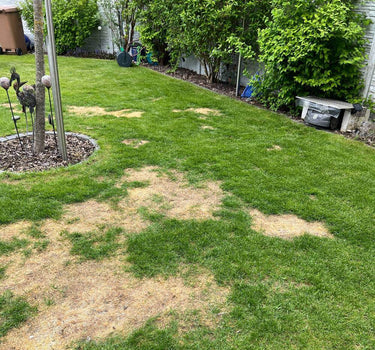Eine Rasenfläche im Hinterhof mit mehreren großen braunen, abgestorbenen Stellen im ansonsten grünen Gras. Am Rand stehen Bäume, Büsche, eine Vogelstatue, ein Gartenschlauchaufroller und eine Steinbank.